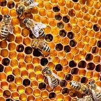 0-02-05-f9eb3b5912c23503531052184a77c72d8fce4c67735c66ad470e798b9538c2ce_d4baf85162f8bafa korys bičių duona