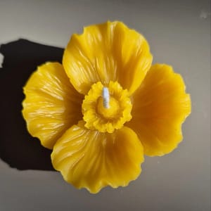 36 Bičių vaško žvakė „Aguona“