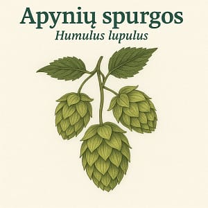 Apyniu spurgos Apyniu spurgos