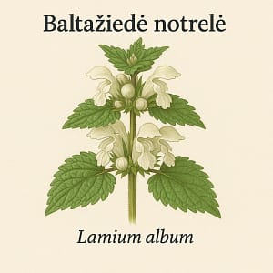 Baltaziede notrele Baltažiedė notrelė