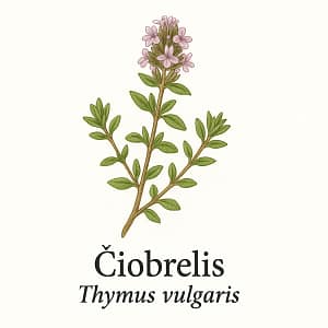 Ciobrelis Čiobrelis