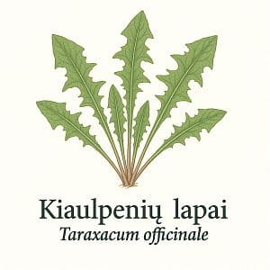 Kiaulpieniu lapai Kiaulpienių lapai