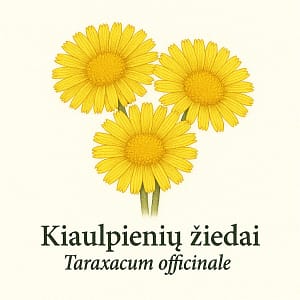 Kiaulpieniu ziedai kiaulpieniu ziedai