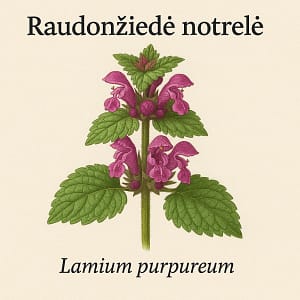 Raudonziede notrele Raudonžiedė notrelė