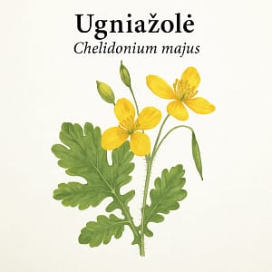 Ugniazole Ugniažolė