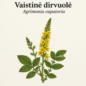 Vaistinė dirvuolė Vaistinė dirvuolė
