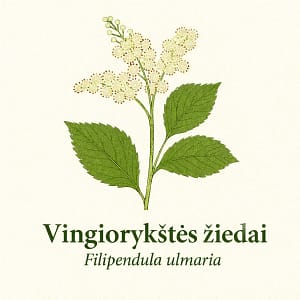 Vingiorykstes ziedai Vingiorykštės žiedai