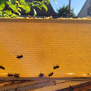 korio medus medaus remelis