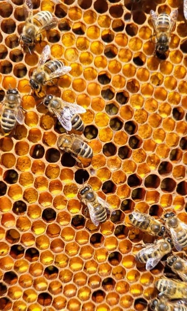 0-02-05-f9eb3b5912c23503531052184a77c72d8fce4c67735c66ad470e798b9538c2ce_d4baf85162f8bafa korys bičių duona