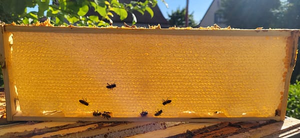 medaus remelis korio medus medaus remelis