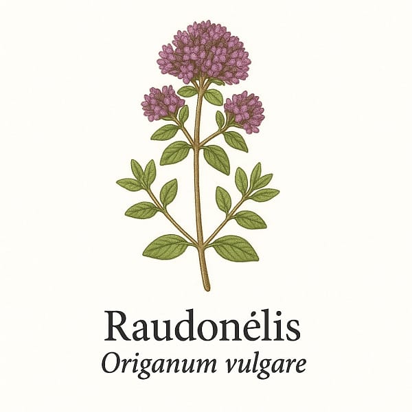 Raudonelis Raudonėlis