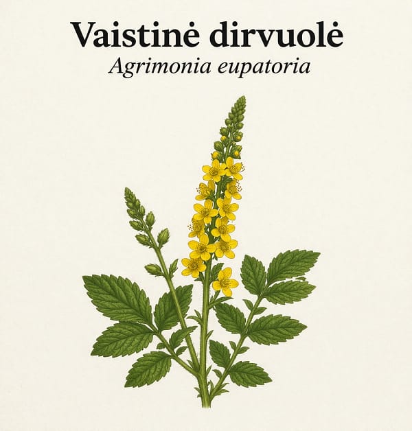 Vaistinė dirvuolė Vaistinė dirvuolė